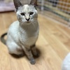 ルビー　譲渡会向け紹介