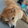 ある日の午後、だよ