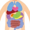 内臓と筋肉の対応一覧