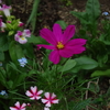 夏から秋の花壇に植える花苗を買う