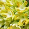 タイ料理で使われる食用花「ドークカジョーン（ดอกขจร / Cowslip Creeper）」の魅力
