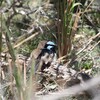 ルリオーストラリアムシクイ(Superb Fairy-wren)のペア