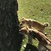 ベリーとグミの飼い主さんからお便り