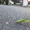 こんなところにぽつねんとしているハラビロカマキリは大抵寄生されています