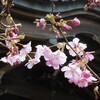 河津桜