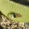 アゲハ幼虫の孵化