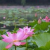 薬師池公園の蓮2015、見頃や開花情報。