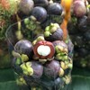 今日の果物 (2018/AUG/01) Today's Fruits