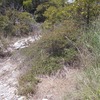 国立公園雲仙ミヤマキリシマ開花情報（第6号）26