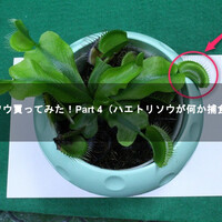 ハエトリソウ買ってみた Part 8 新芽が出た編 8090rock