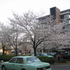 京都府は、ＪＲ並河駅や二条駅の桜など。