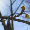 弘前公園マルバマンサクのつぼみがめんこい♪桜の開花予想と弘前城登城記念