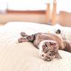 山梨で猫がいる宿4選｜看板猫に会えるホテル・旅館