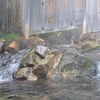 湯あみ着で混浴も安心！那須・大丸温泉旅館で温泉三昧【後編♨️】～日本秘湯を守る会"大丸"温泉ハシゴ旅⑥