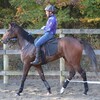 【一口馬主／ソワドリヨン】ちょっと動きがありました。