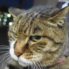 12月後半の #ねこ #cat #猫 その3