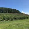 🙋‍♂️ワイン🍷との不思議な出会い〈その２〉