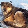 -50度の中で亡くなった身重のメス犬を温め続けたシベリア犬