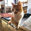 【四コママンガ】にゃんこあるある（玄関編）