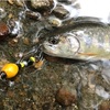 【速報】釣り遠征１日目〜奥日光湯川のブルックトラウト