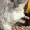 しろごまあん855日目