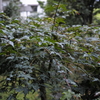 雨の庭で（濡れ）そぼる