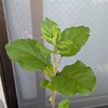 リンゴ成長記11芽吹き
