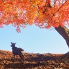 久々の風景写真！！【紅葉】