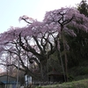 朝陽に輝いていく「紅枝垂れ地蔵桜」・・