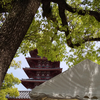 四天王寺・春の大古本祭り（2024）で買った本