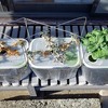 水耕栽培アイスプラントの冬越し方法を考察。なぜか不織布＋エアレーションで耐寒性が上がりました