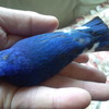 逝ってしまった青い鳥・・・。