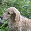 老犬ホームあん｜新人さん ココ^^