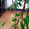 　協会に一輪の花が咲いた！