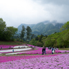 羊山公園の芝桜へ愛犬とゆく