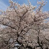桜をたくさん見た2018年の春