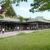 ブルーベリーの摘み取り　盆灯ろうや紙すきはがき製作など　ヤマアジサイ