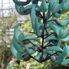 4月の植物公園【2】大温室とロックガーデンと薔薇園