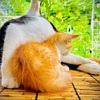 【456日目】野良猫の歴史