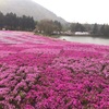 絶景！富士芝桜まつりの紹介！