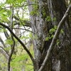 和宏さんの花巡礼「皿ヶ峰」　若葉の頃