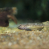 ビリンゴ  Gymnogobius breunigii