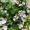 ラグランジア・ブライダルシャワー💓挿し木から1年で開花まで
