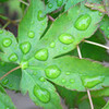 待望の雨