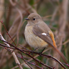 尉鶲（ジョウビタキ）♀