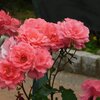 命の水ーその１
