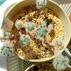 🌵多肉植物  モフモフ可愛いウェルデルマニー他🌵