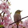 鶴見川の河津桜