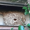 浜松市で軒下に巣を作っていたスズメバチを駆除してきました！