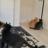 ねこのみぞしる。